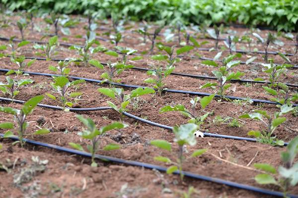 Drip-irrigation-1