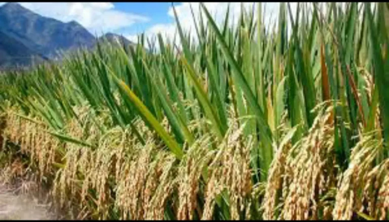 Screenshot_20250529_094250_Gallery