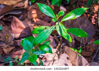 antisnake-venom-herbs-name-mugkratay-260nw-1352261897