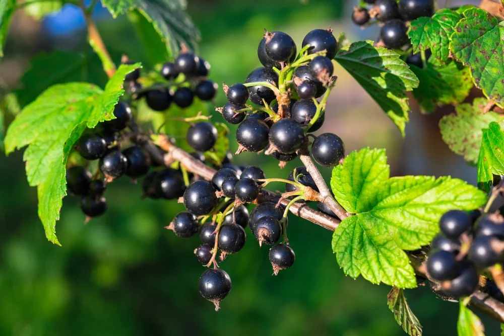 black-currant