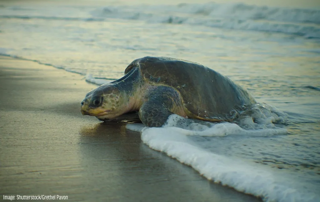 shutterstock_grethel_pavon_olive_ridley_turtle