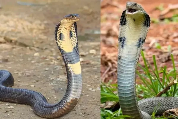 63a6930ecdd97b59e9c4f98aa44192f2efc790ee676ad00241ef489da7185236