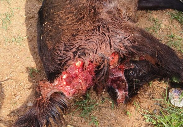 WhatsApp Image 2025-06-05 at 6.21.07 PM