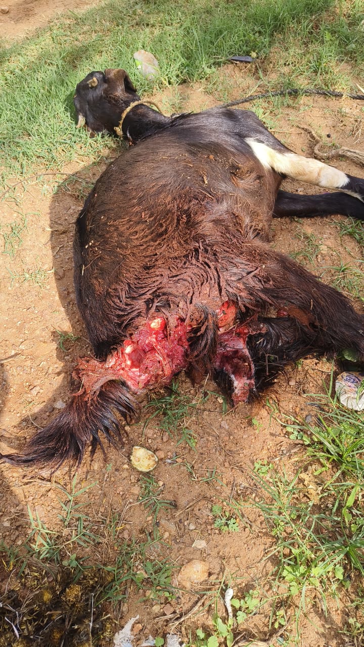 WhatsApp Image 2025-06-05 at 6.21.07 PM