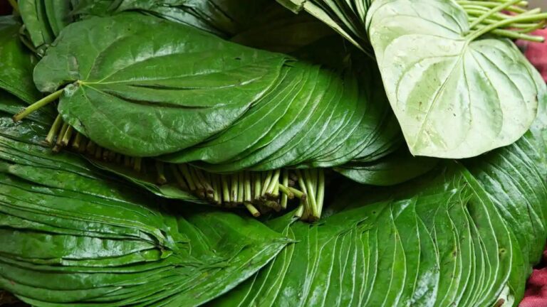 n667265530174919814607475957c3575ed363f9a649e73b9dfbcd50d961431b22a273a43e02d5433752fd3