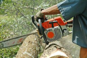 tree-cutting-new
