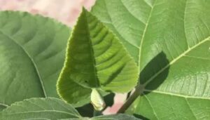 n67125265417517733750403691796aca5f8c724d4f4bad9b936e447b7b241cb4d3c21f349b9169026cd411