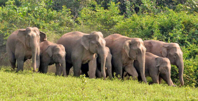 prajavani_import_sites_pv_files_article_images_2019_02_22_eLEPHANT1550805880