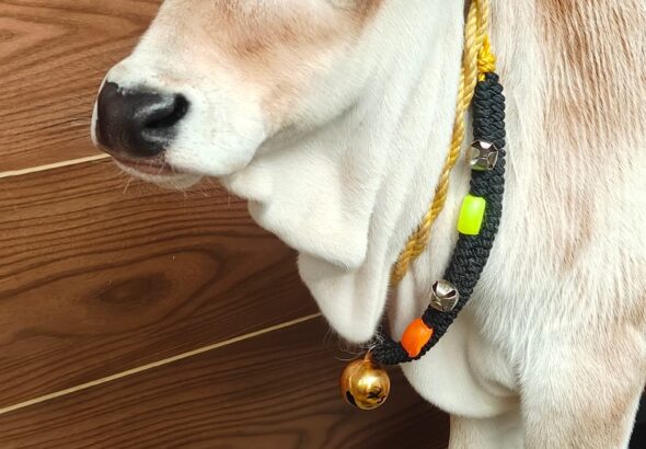 WhatsApp Image 2025-08-01 at 2.11.24 PM (1)