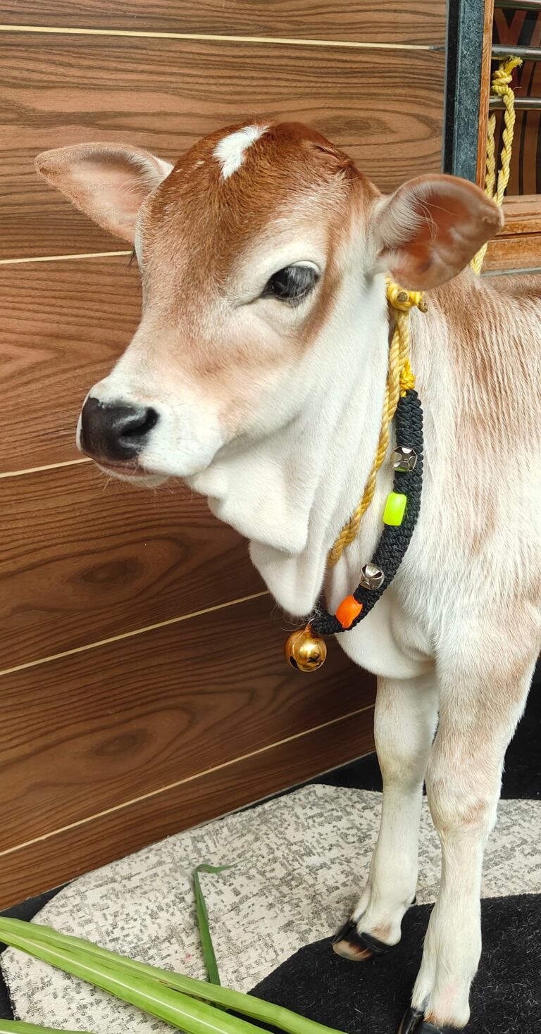 WhatsApp Image 2025-08-01 at 2.11.24 PM (1)