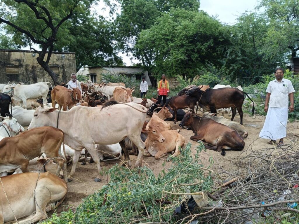 prajavani_2025-08-02_lvexprtn_ವಡಗೇರಾ-ಪಟ್ಟಣದ-ದನಗಾಹಿಗಳು-ಜಾನುವಾರು-ಮೇಯಿಸಲು-ಕರೆದೊಯ್ಯುತ್ತಿರುವುದು