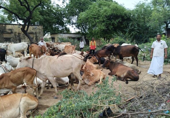 prajavani_2025-08-02_lvexprtn_ವಡಗೇರಾ-ಪಟ್ಟಣದ-ದನಗಾಹಿಗಳು-ಜಾನುವಾರು-ಮೇಯಿಸಲು-ಕರೆದೊಯ್ಯುತ್ತಿರುವುದು