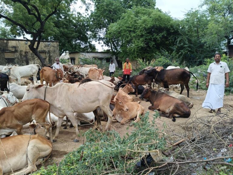 prajavani_2025-08-02_lvexprtn_ವಡಗೇರಾ-ಪಟ್ಟಣದ-ದನಗಾಹಿಗಳು-ಜಾನುವಾರು-ಮೇಯಿಸಲು-ಕರೆದೊಯ್ಯುತ್ತಿರುವುದು