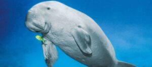 The path to wildlife conservation in India: The "sea cow" dugong has attracted attention