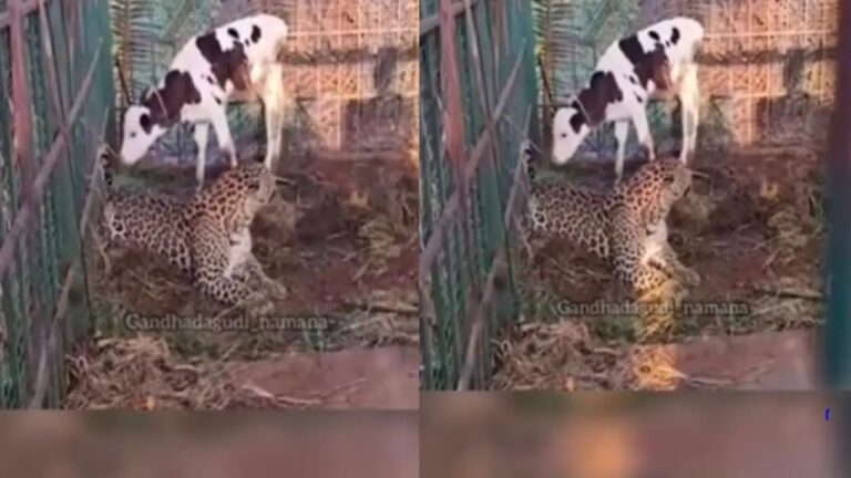 n6816859941758263624000bce70e9f10b6e3613be95fe4c8a7ec851930af58f0d9ae4f94e94335fe2e0268