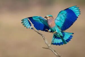 WhatsApp Image 2025-10-15 at 9.39.19 PM