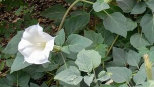 n6865196561761480883018e3f7f3091f9d7ac932c7cb07f30533ad0d73a1a5c9d4b86f3b159f8d57dd512a