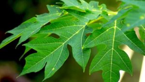 n6867949531761705320149a5df939067ec40ce219aa7157cdde6b685c1ef4bc901b92df2ad28fdfef424ec