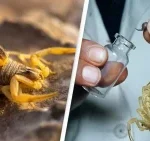 scorpion-venom-for-clinical-250x250