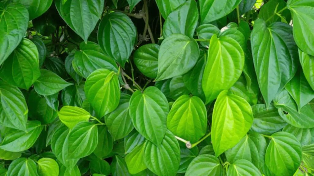 n70019024217706894893746eb1932db3eadc260488ef1827d3bf64226b10120763df4cc55597153eda6fcb