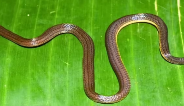 35268cd89f3a9f27cc08b49656afa5a53a31a3434b04cc4b6360a4fd1866e804.0