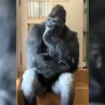 gorilla (1)