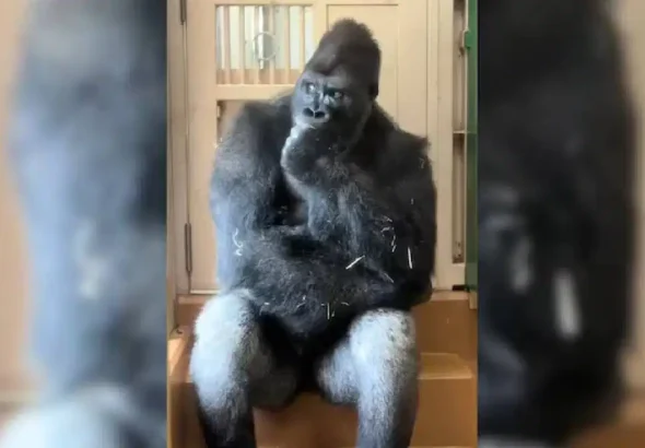 gorilla (1)