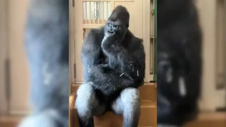 gorilla (1)