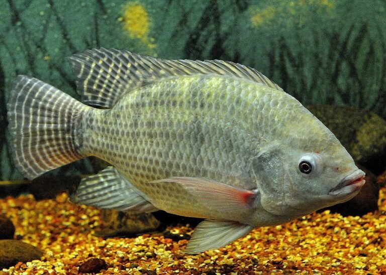 1280px-Tilápia_ou_Sarotherodon_niloticus_2