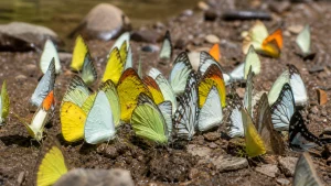 butterfly-diversity-in-india-ig8u-300x169