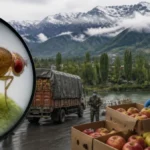 drosicha-turkistanica-raises-quarantine-concerns-in-kashmir-8ebm-600x338