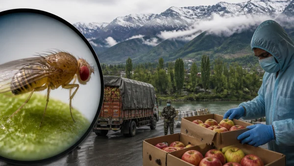 drosicha-turkistanica-raises-quarantine-concerns-in-kashmir-8ebm-600x338