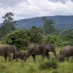 major-elephant-landscapes-of-india-9djp-300x169