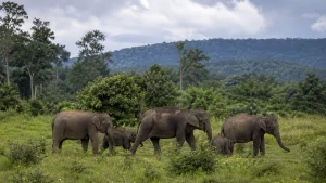 major-elephant-landscapes-of-india-9djp-300x169