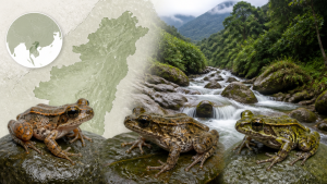 three-new-cascade-frog-species-discovered-in-northeast-india-rgsa-300x169