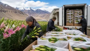 ladakh-sends-first-15000-stem-lilium-consignment-gmbf-600x338 (1)
