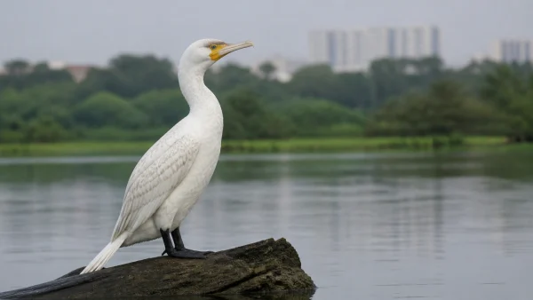 leucistic-great-cormorant-spotted-at-ameenpur-lake-qk3p-600x338