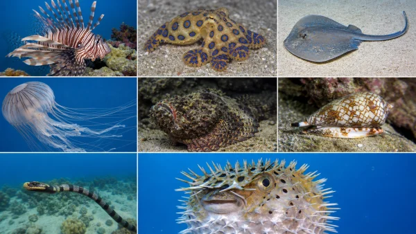 major-venomous-marine-animals-of-the-world-afer-600x338