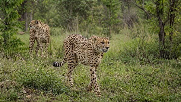 major-wildlife-reintroduction-projects-in-india-vpwv-600x338