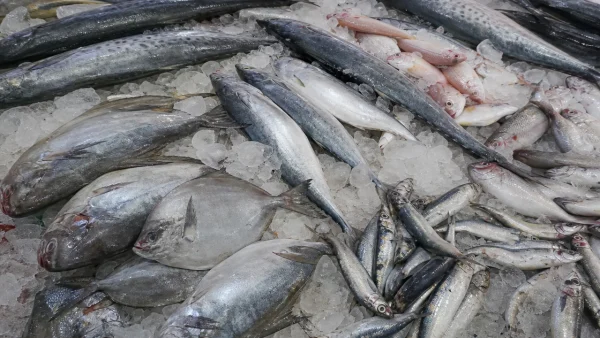 important-marine-fish-species-of-india-dtwv-600x338