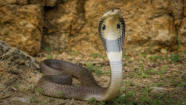 important-snake-species-of-india-uk2n-600x338