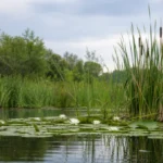 major-aquatic-plants-and-their-adaptations-ffy9-600x338