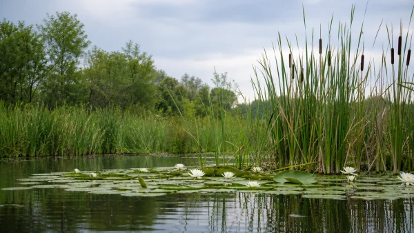 major-aquatic-plants-and-their-adaptations-ffy9-600x338