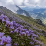 neelakurinji-blooms-at-high-altitude-meeshapulimala-jwwa-600x338
