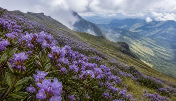 neelakurinji-blooms-at-high-altitude-meeshapulimala-jwwa-600x338