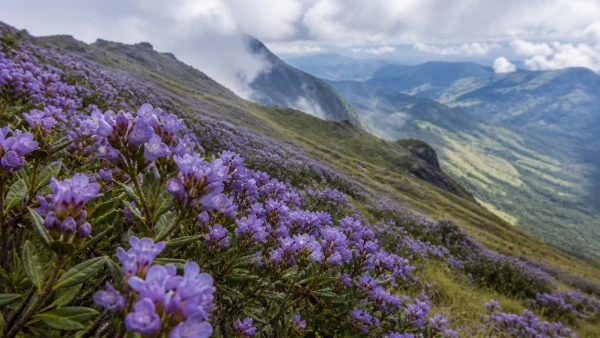 neelakurinji-blooms-at-high-altitude-meeshapulimala-jwwa-600x338